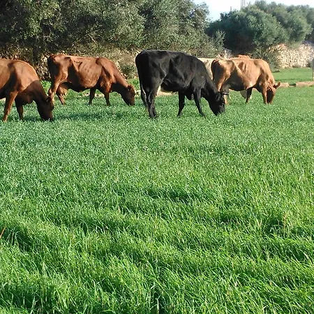 Country house Sa Cudia Cremada - Palacete En *